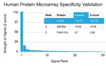 Recombinant Chromogranin A Antibody