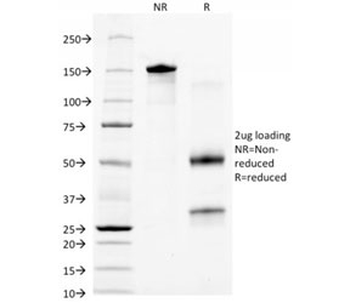 CD44v6 Antibody