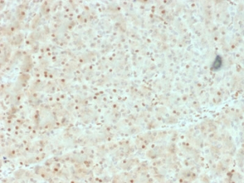 AKT1 Antibody