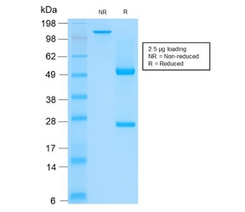 Recombinant Basic Cytokeratin Antibody