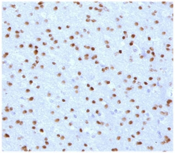 OLIG2 Antibody