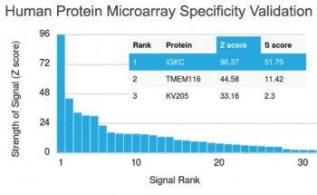 Recombinant Kappa Light Chain Antibody