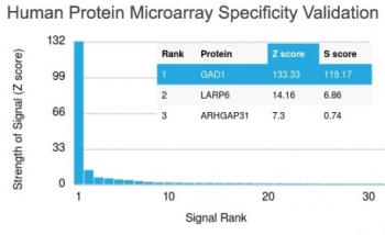 GAD67 Antibody / GAD1