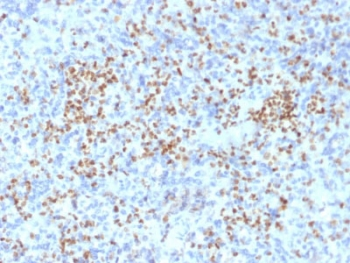 PU.1 Antibody / SPI1