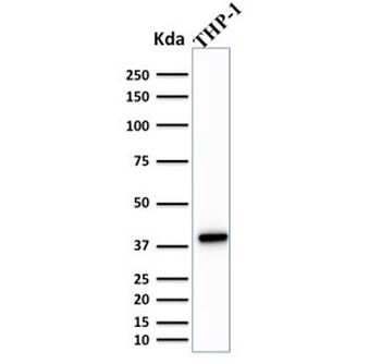 PU.1 Antibody / SPI1