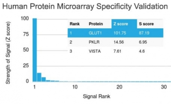 GLUT1 Antibody
