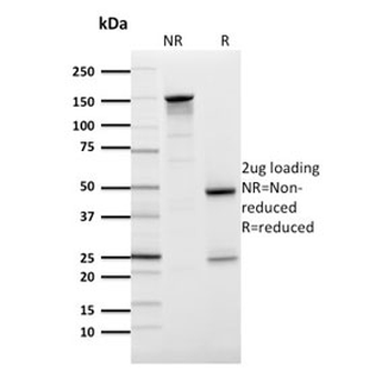 GLUT1 Antibody