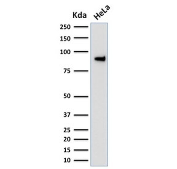 TLE1 Antibody / Transducin-like enhancer protein 1