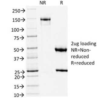 TLE1 Antibody / Transducin-like enhancer protein 1