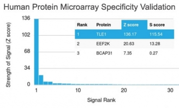 TLE1 Antibody / Transducin-like enhancer protein 1