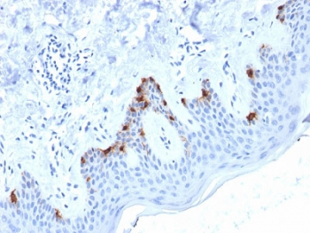 Melanoma gp100 Antibody / PMEL17