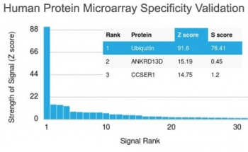 Ubiquitin Antibody