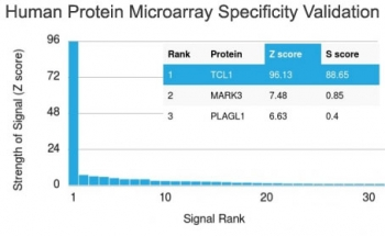 TCL1 Antibody
