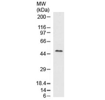 Recombinant Perilipin 2 Antibody / PLIN2 / Adipophilin / ADRP