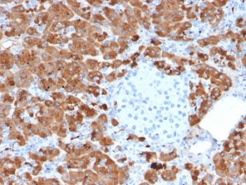 Carboxypeptidase A1 Antibody / CPA1