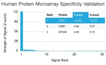 Carboxypeptidase A1 Antibody / CPA1