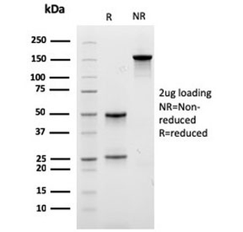 Carboxypeptidase A1 Antibody / CPA1