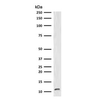 B2M Antibody