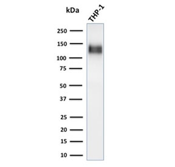 Recombinant CD31 Antibody / Rabbit Monoclonal