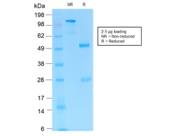 Recombinant PD1 Antibody / Rabbit Monoclonal