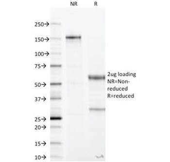 Recombinant CA19-9 Antibody / Rabbit Monoclonal