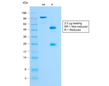 Recombinant Glycophorin A Antibody / Rabbit Monoclonal