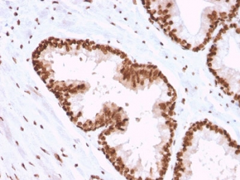 APE1 Antibody / APEX1