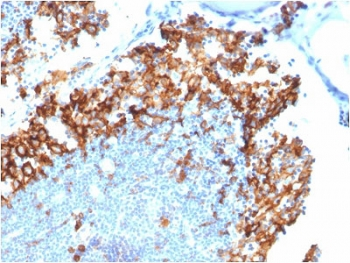 CD123 Antibody / IL3RA