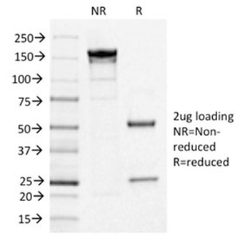 CD123 Antibody / IL3RA