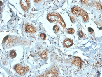 RPSA Antibody / 40S Ribosomal protein SA / Laminin Receptor 1