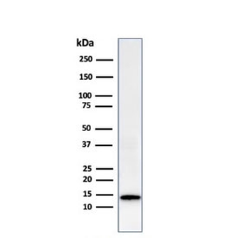Recombinant Galectin 1 Antibody