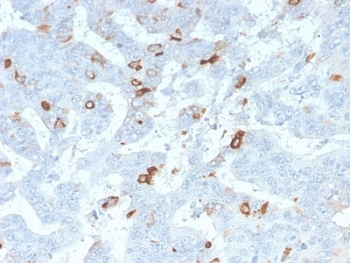 Recombinant MUC2 Antibody