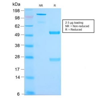Recombinant MUC2 Antibody