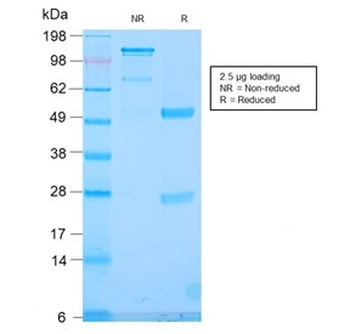 Recombinant TLE1 Antibody / Transducin-like enhancer protein 1