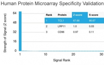 TCL1 Antibody