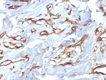 Recombinant CD34 Antibody