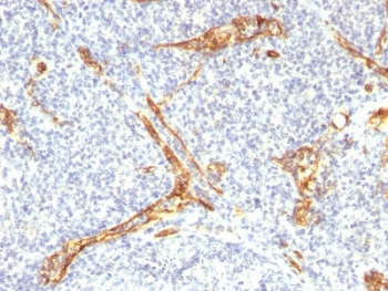 Recombinant CD34 Antibody