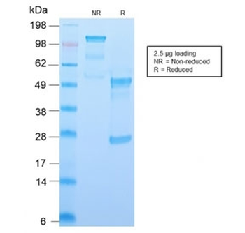 Recombinant CD34 Antibody