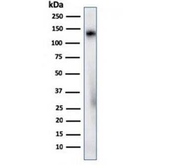Recombinant CD68 Antibody
