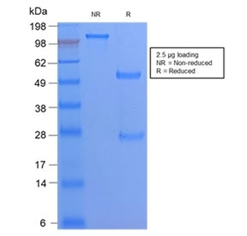 Recombinant CD68 Antibody