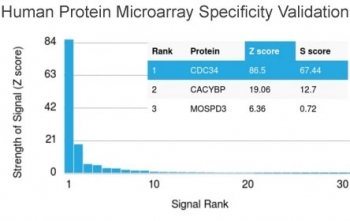 CDC34 Antibody