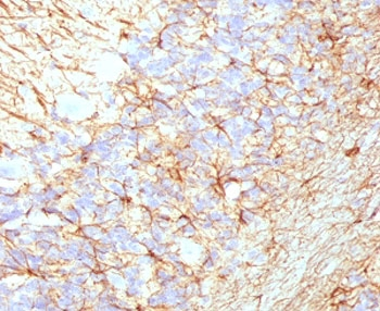 Recombinant NF-H Antibody / Neurofilament Heavy