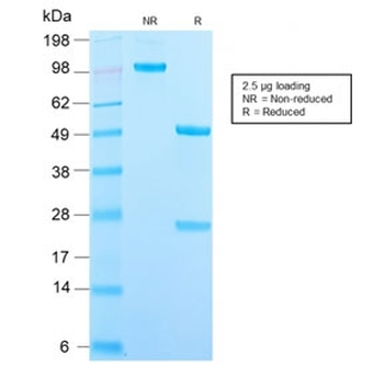 DC-SIGN Antibody / CD209