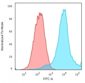 HSP27 Antibody