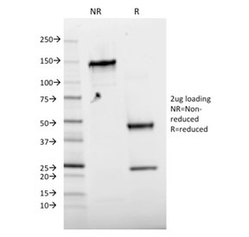 Phospho-c-Jun Antibody (pT91/93)