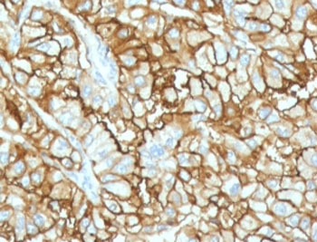 Recombinant CD34 Antibody