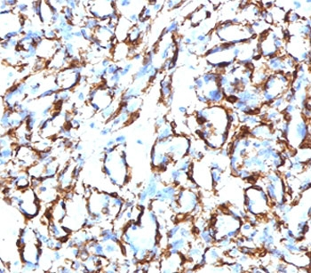 Recombinant CD34 Antibody