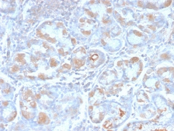 Recombinant pS2 Antibody / TFF1