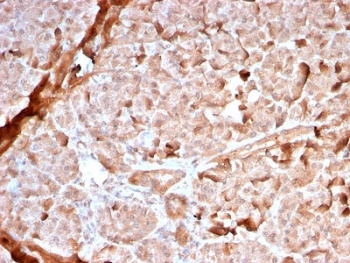 Recombinant Mitochondrial Marker Antibody