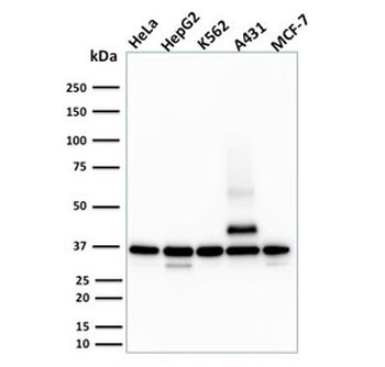 RAD51 Antibody